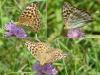 Argynnis paphia